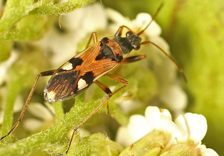 Another Bulgarian Lygaeid species, Lygaeidae: Beosus quadrimaculatus